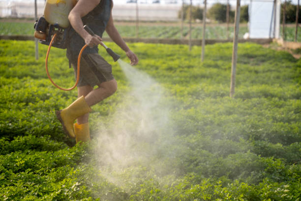 Wasp Removal Services in Port Allegany, PA