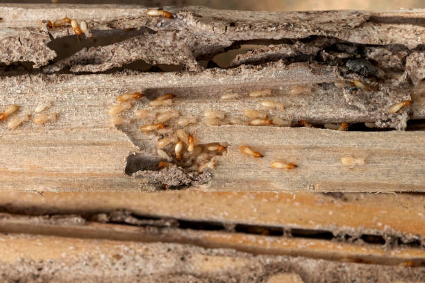 Best Affordable Pest Control Services  in Port Allegany, PA